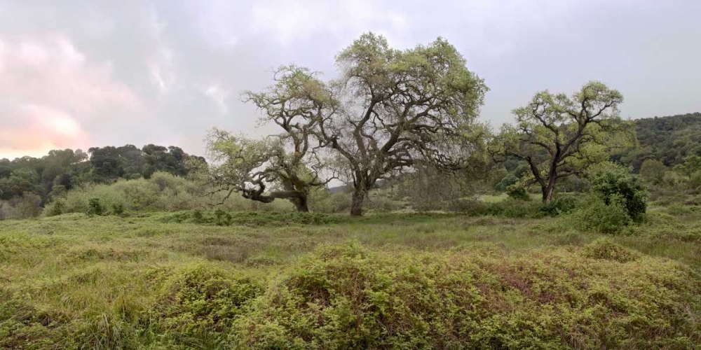 Oak Tree Pano - 133 art print by Alan Blaustein for $57.95 CAD