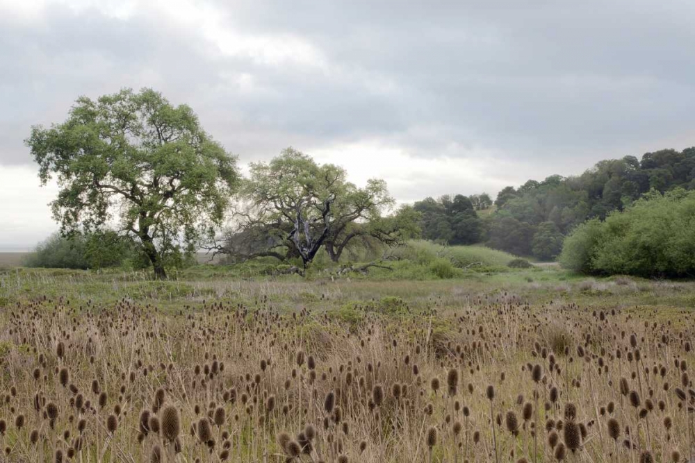 Oak Tree - 81 art print by Alan Blaustein for $57.95 CAD