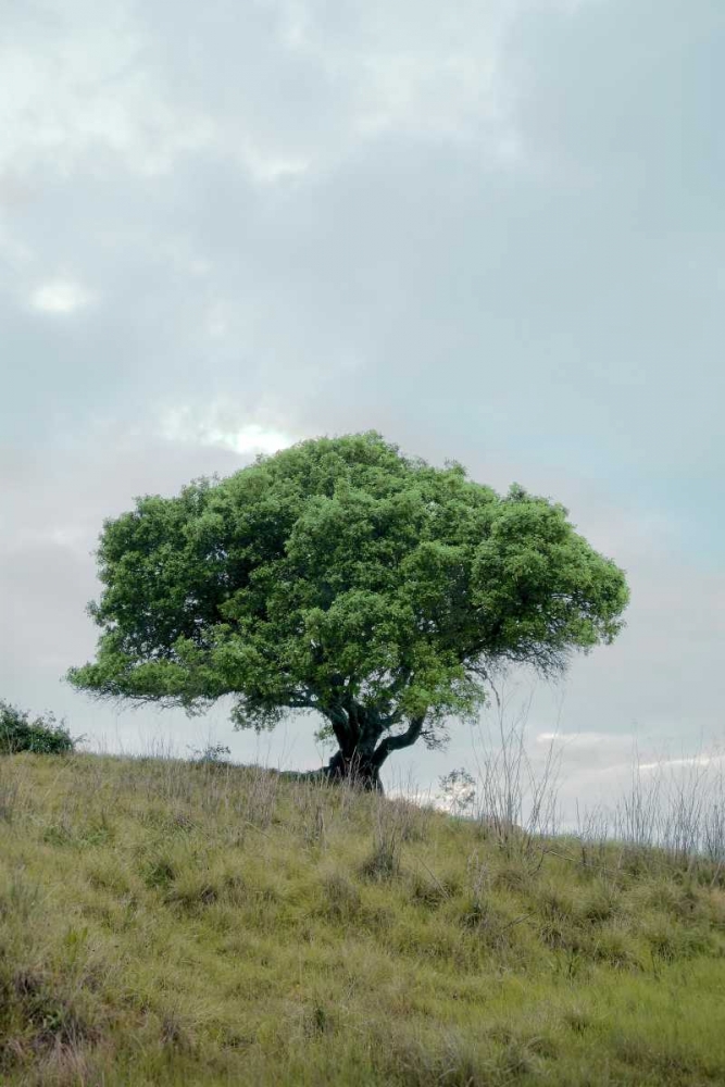 Oak Tree - 80 art print by Alan Blaustein for $57.95 CAD