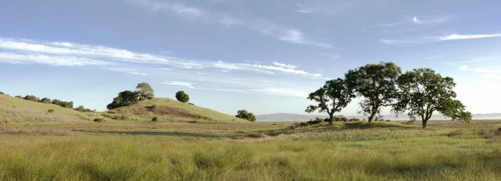 Oak Tree - 82 art print by Alan Blaustein for $57.95 CAD
