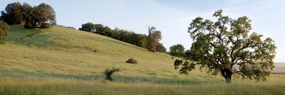Oak Tree Pano - 91 art print by Alan Blaustein for $57.95 CAD