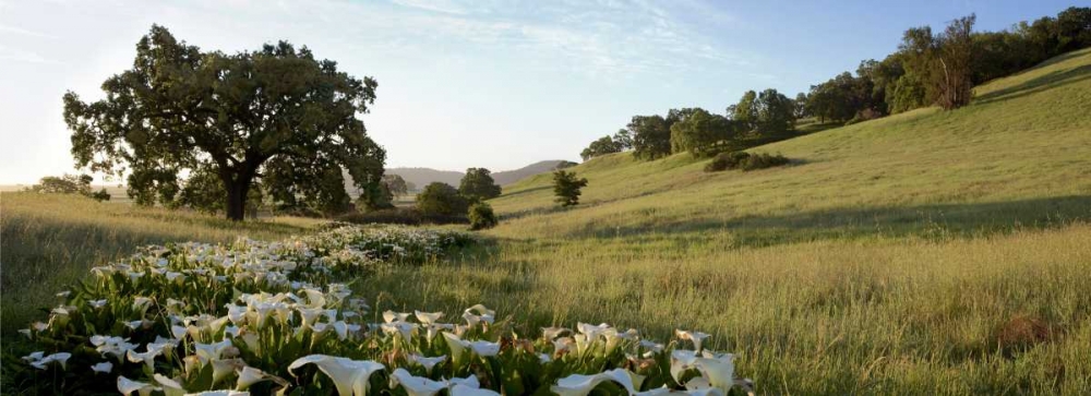 Oak Tree Pano - 92 art print by Alan Blaustein for $57.95 CAD