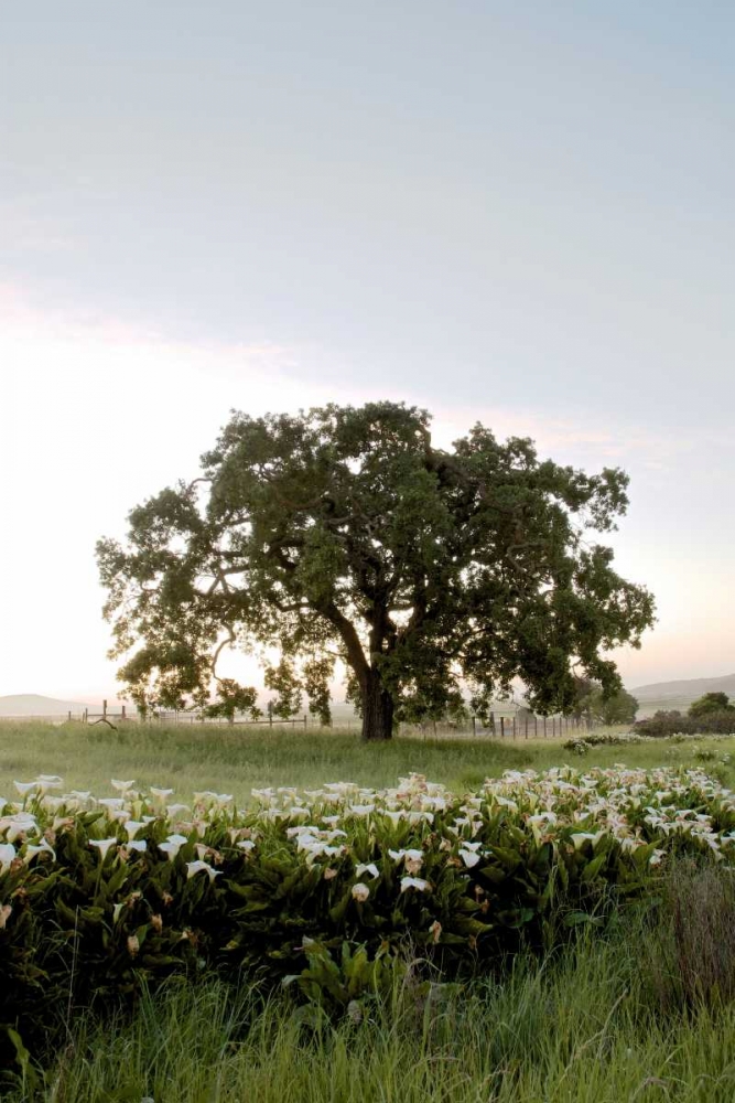 Oak Tree - 84 art print by Alan Blaustein for $57.95 CAD
