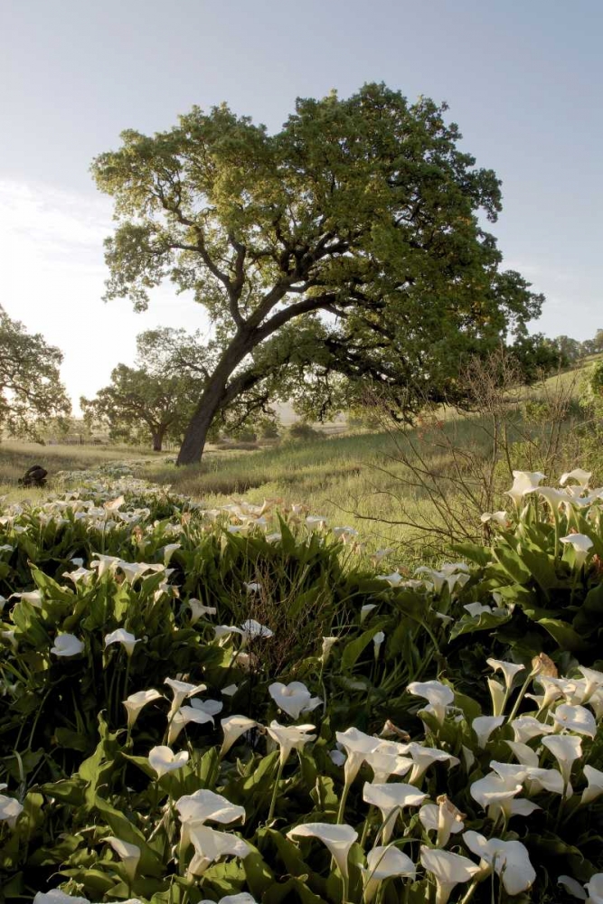 Oak Tree - 90 art print by Alan Blaustein for $57.95 CAD