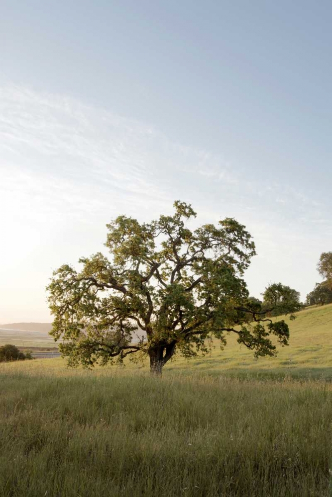 Oak Tree - 87 art print by Alan Blaustein for $57.95 CAD
