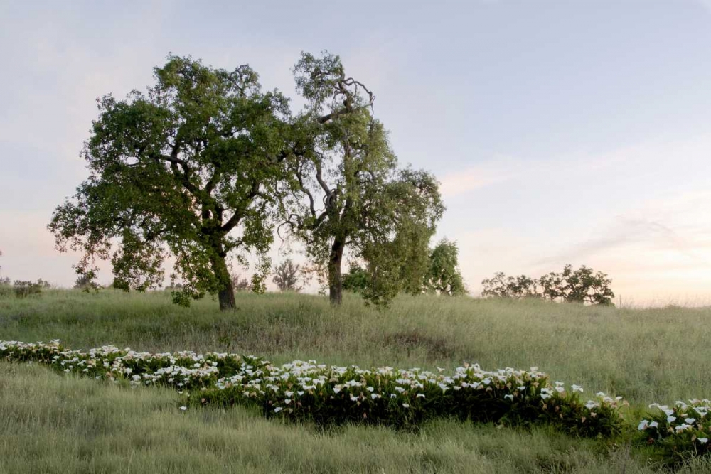 Oak Tree - 85 art print by Alan Blaustein for $57.95 CAD