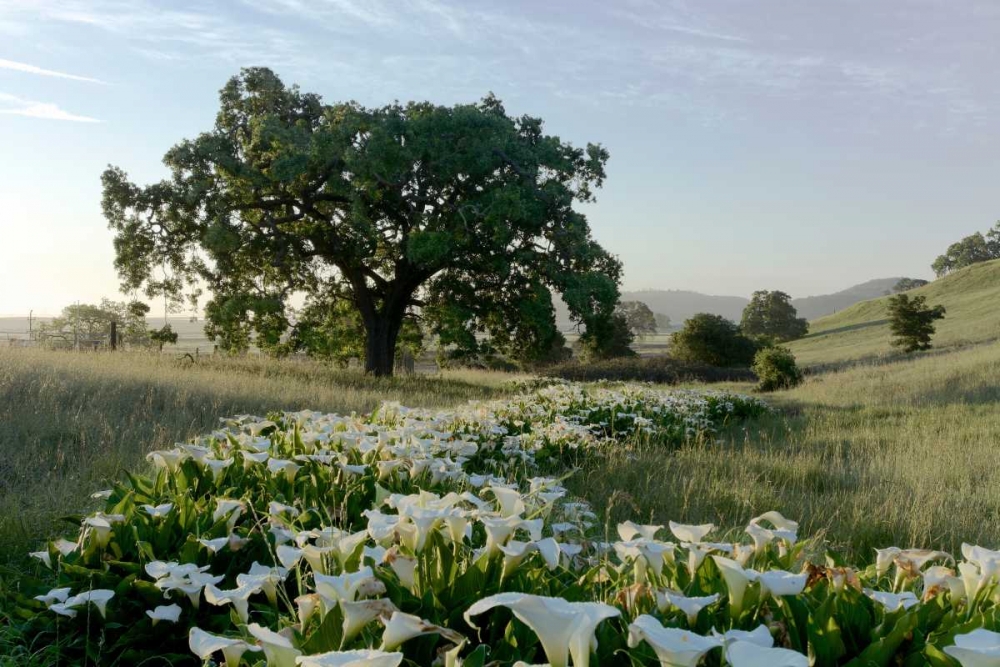 Oak Tree - 89 art print by Alan Blaustein for $57.95 CAD