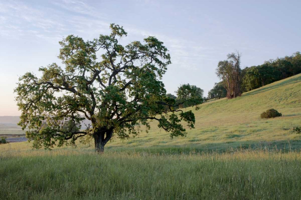 Oak Tree - 86 art print by Alan Blaustein for $57.95 CAD
