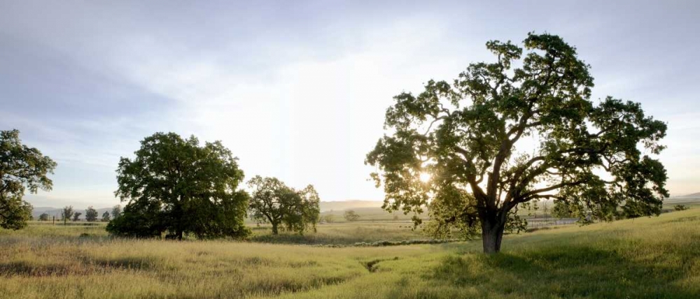 Oak Tree Pano - 98 art print by Alan Blaustein for $57.95 CAD