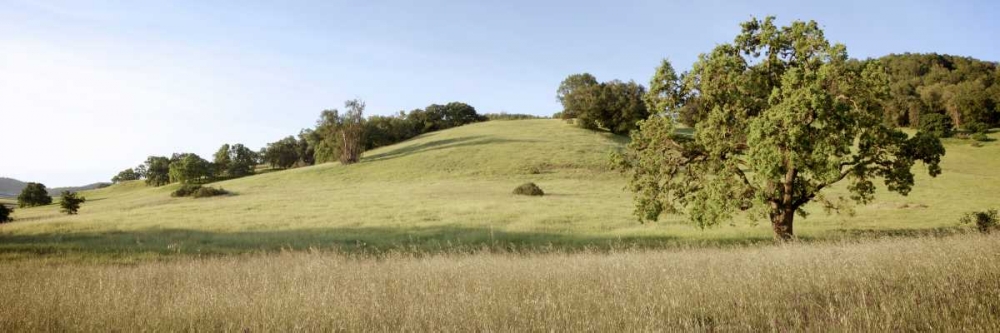 Oak Tree Pano - 99 art print by Alan Blaustein for $57.95 CAD