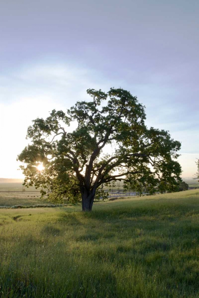 Oak Tree - 95 art print by Alan Blaustein for $57.95 CAD