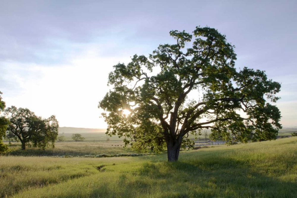 Oak Tree - 96 art print by Alan Blaustein for $57.95 CAD