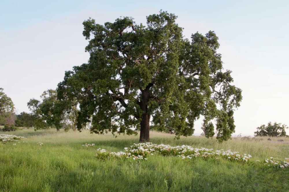 Oak Tree - 93 art print by Alan Blaustein for $57.95 CAD