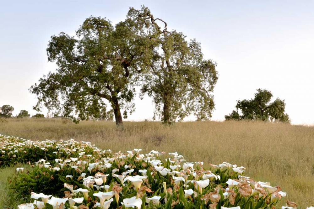 Oak Tree - 94 art print by Alan Blaustein for $57.95 CAD