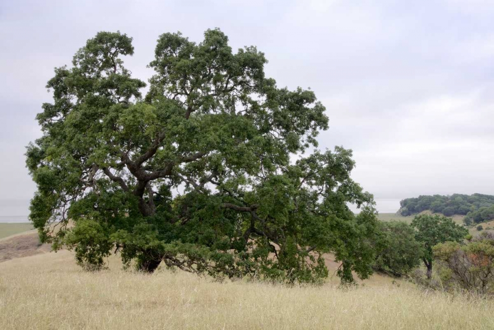 Oak Tree - 107 art print by Alan Blaustein for $57.95 CAD