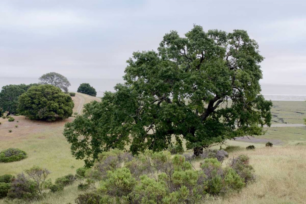 Oak Tree - 108 art print by Alan Blaustein for $57.95 CAD