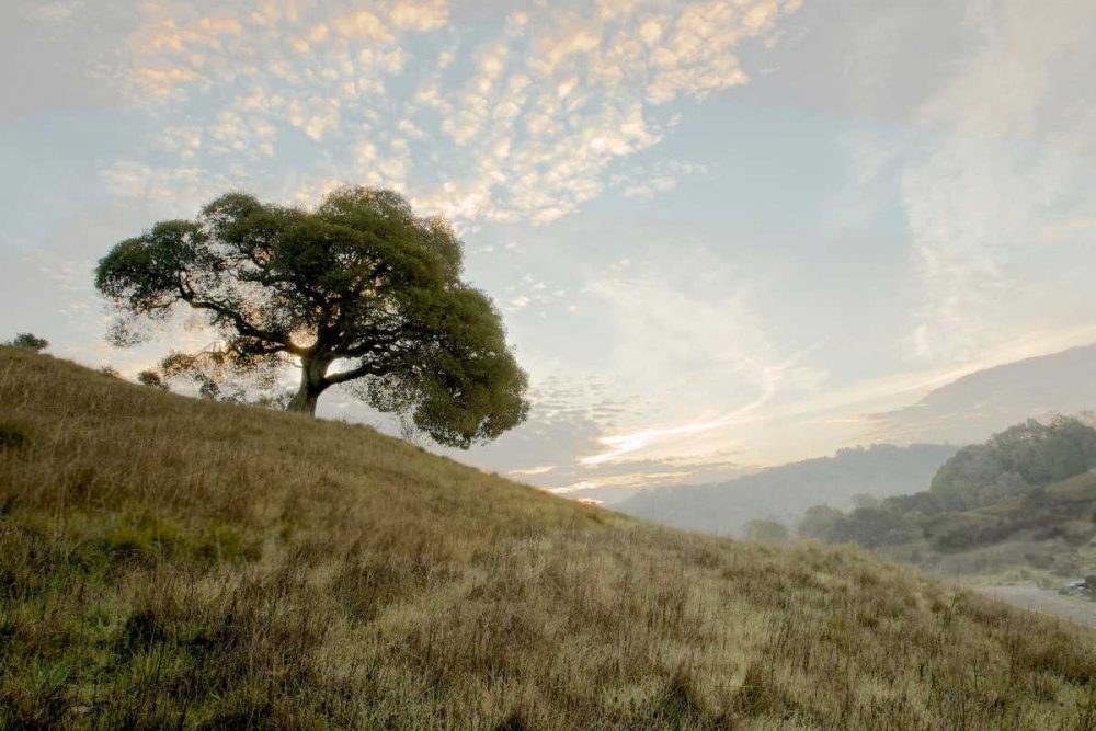 Oak Tree - 11 art print by Alan Blaustein for $57.95 CAD