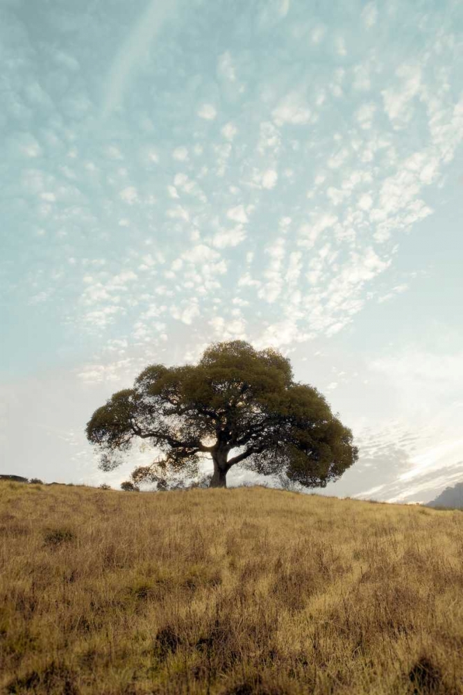 Oak Tree - 12 art print by Alan Blaustein for $57.95 CAD
