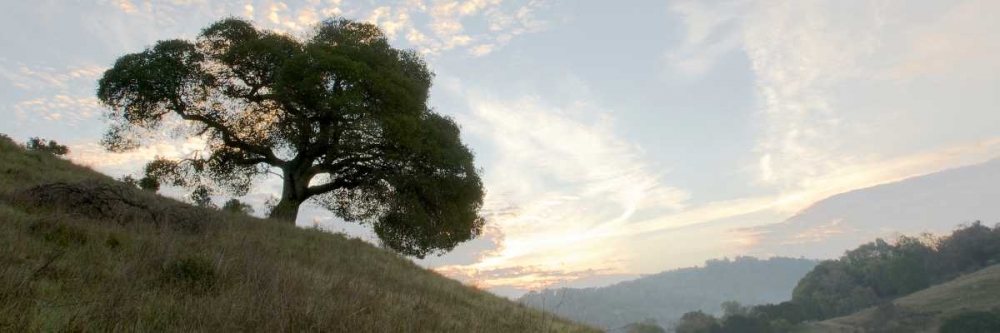 Oak Tree - 13 art print by Alan Blaustein for $57.95 CAD