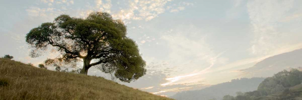 Oak Tree - 10 Pano art print by Alan Blaustein for $57.95 CAD