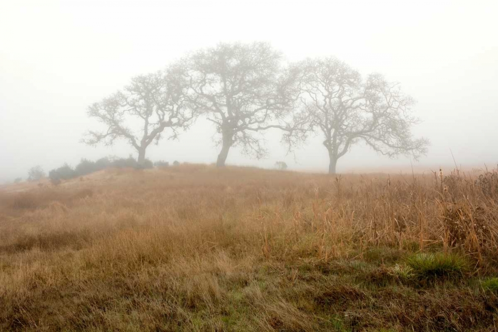 Oak Tree - 16 art print by Alan Blaustein for $57.95 CAD