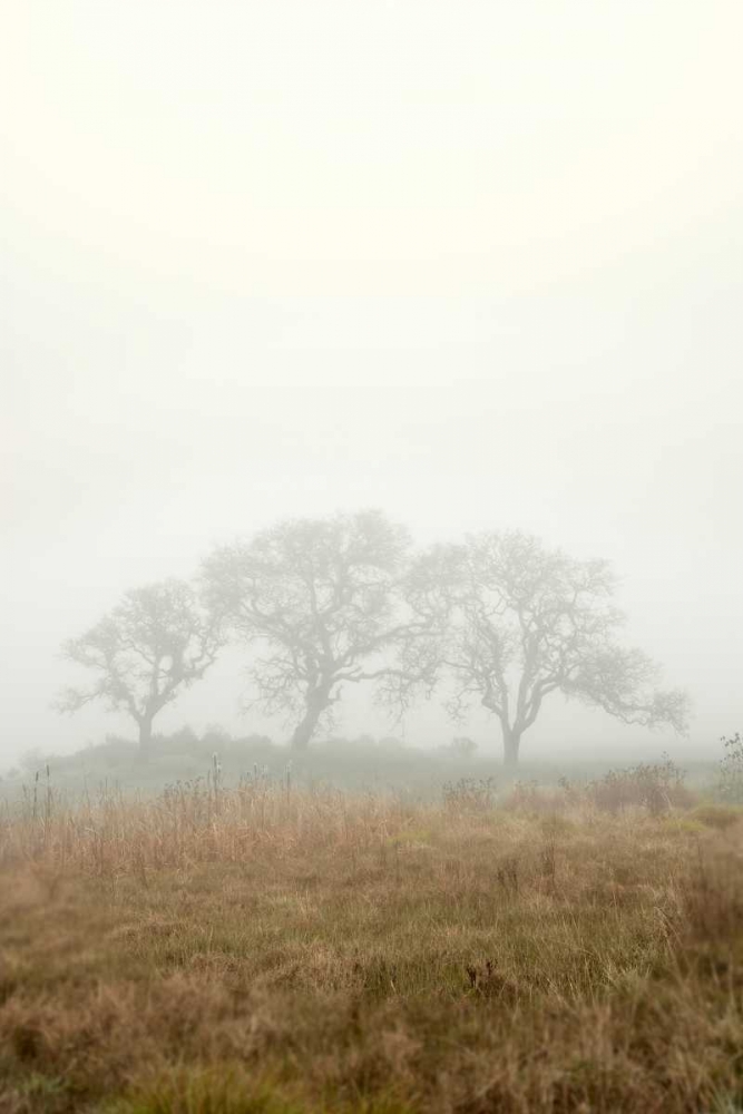 Oak Tree - 17 art print by Alan Blaustein for $57.95 CAD