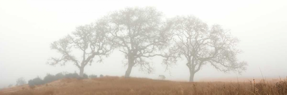 Oak Tree - 15 art print by Alan Blaustein for $57.95 CAD