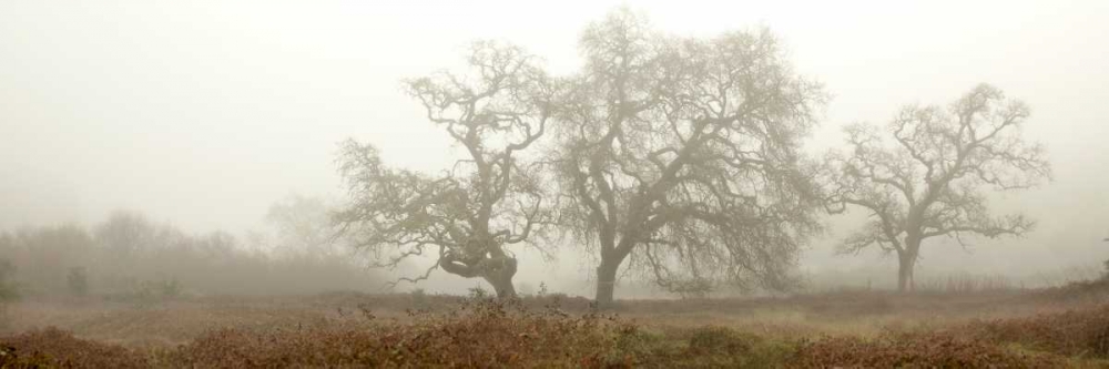 Oak Tree - 59 art print by Alan Blaustein for $57.95 CAD