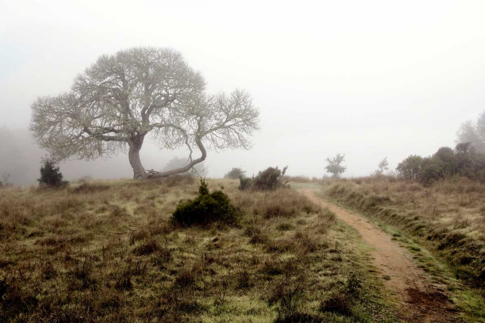 Oak Tree - 25 art print by Alan Blaustein for $57.95 CAD