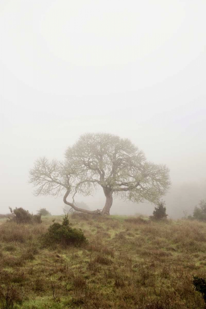 Oak Tree - 26 art print by Alan Blaustein for $57.95 CAD