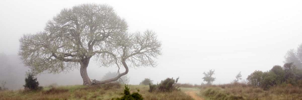 Oak Tree - 24 art print by Alan Blaustein for $57.95 CAD
