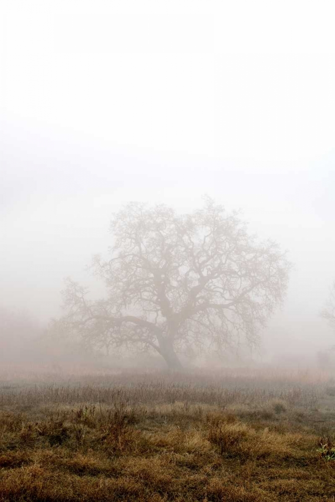 Oak Tree - 29 art print by Alan Blaustein for $57.95 CAD