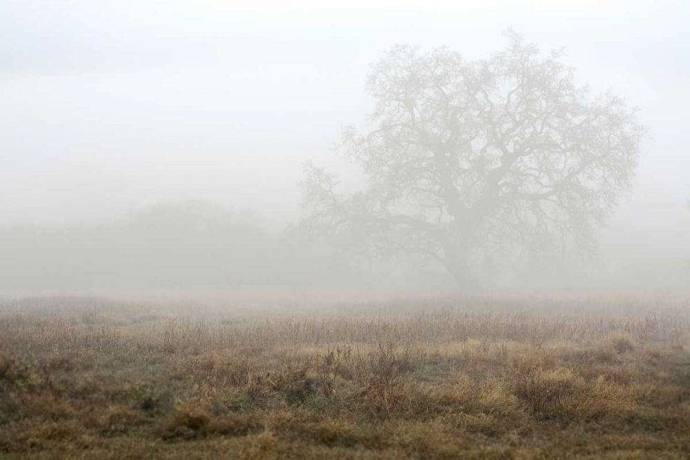 Oak Tree - 28 art print by Alan Blaustein for $57.95 CAD