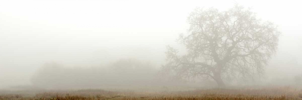 Oak Tree - 27 art print by Alan Blaustein for $57.95 CAD