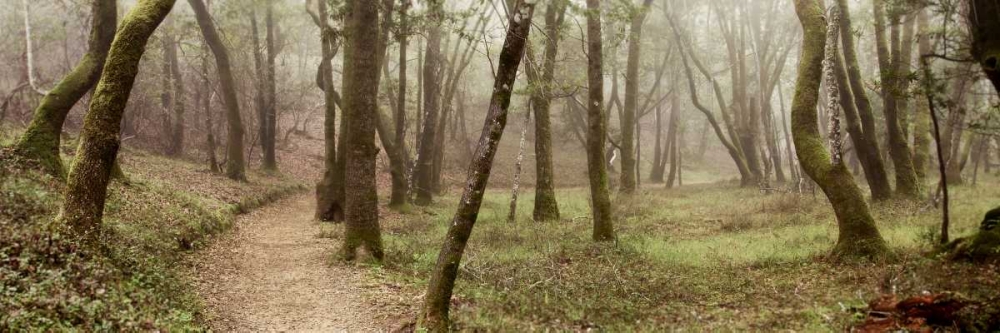 Oak Tree - 20 art print by Alan Blaustein for $57.95 CAD