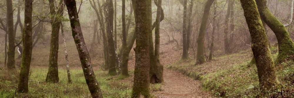 Oak Tree - 23 art print by Alan Blaustein for $57.95 CAD