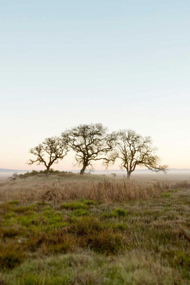 Oak Tree - 34 art print by Alan Blaustein for $57.95 CAD