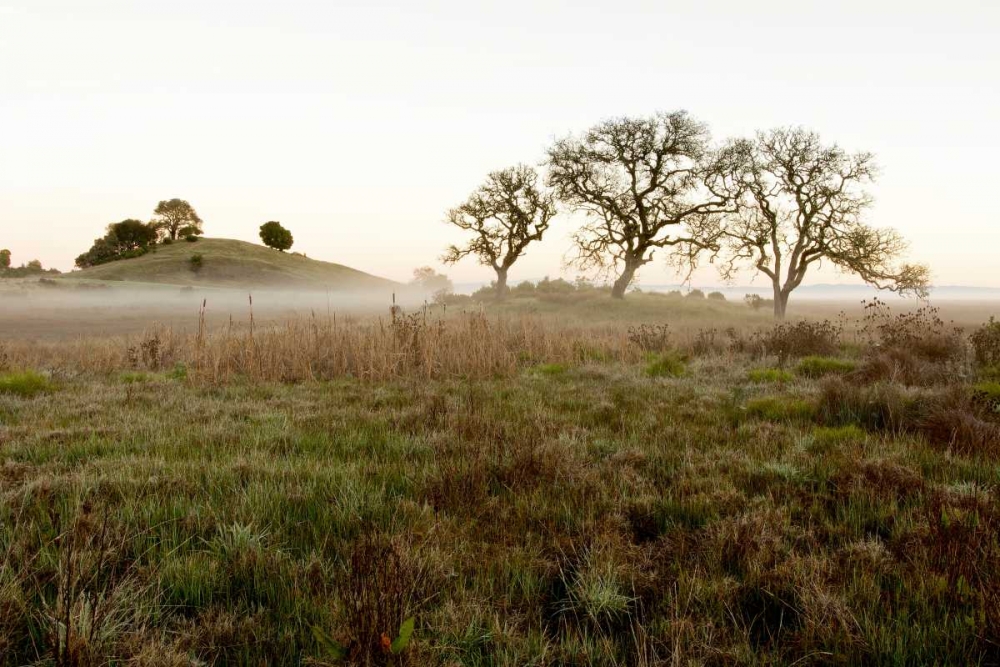 Oak Tree - 33 art print by Alan Blaustein for $57.95 CAD