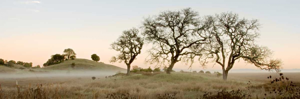 Oak Tree - 32 art print by Alan Blaustein for $57.95 CAD