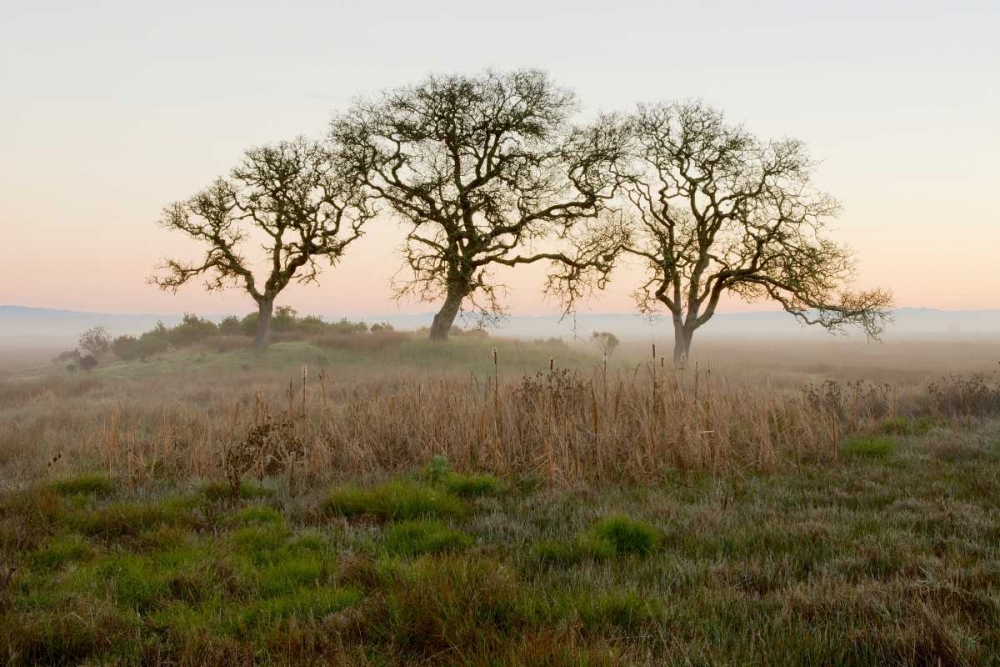 Oak Tree - 31 art print by Alan Blaustein for $57.95 CAD