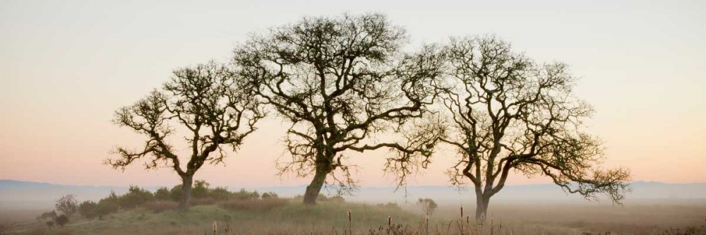 Oak Tree - 30 art print by Alan Blaustein for $57.95 CAD