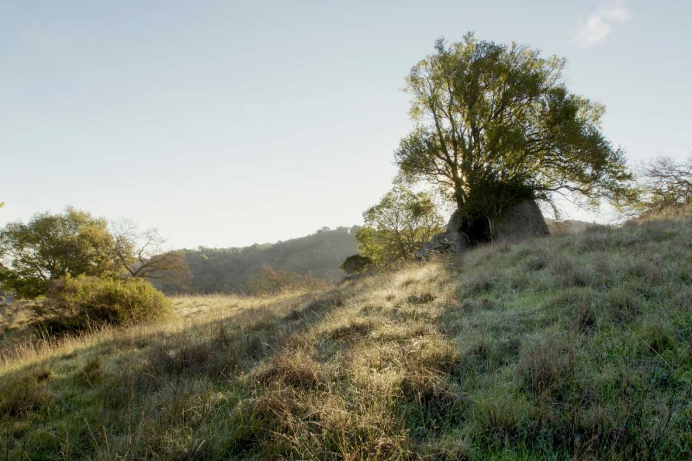 Oak Tree - 36 art print by Alan Blaustein for $57.95 CAD