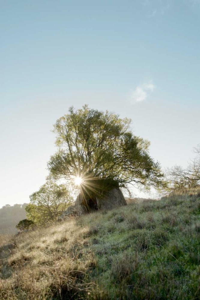 Oak Tree - 35 art print by Alan Blaustein for $57.95 CAD