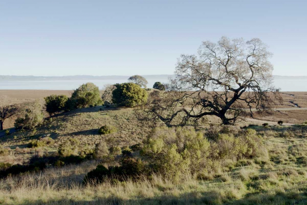 Oak Tree - 38 art print by Alan Blaustein for $57.95 CAD