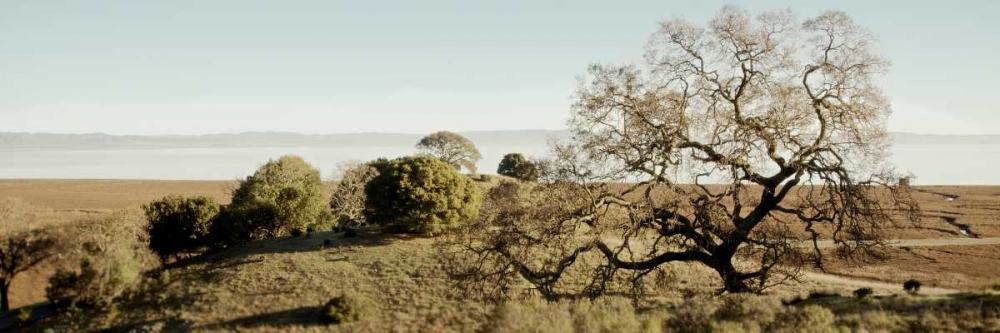 Oak Tree - 37 art print by Alan Blaustein for $57.95 CAD