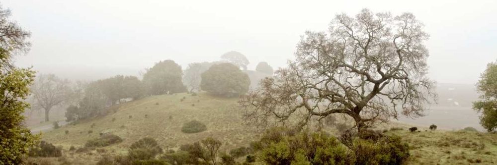 Oak Tree - 41 art print by Alan Blaustein for $57.95 CAD