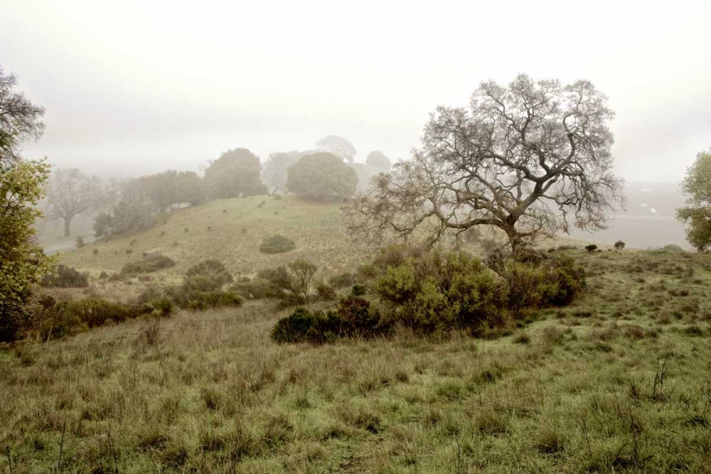 Oak Tree - 42 art print by Alan Blaustein for $57.95 CAD
