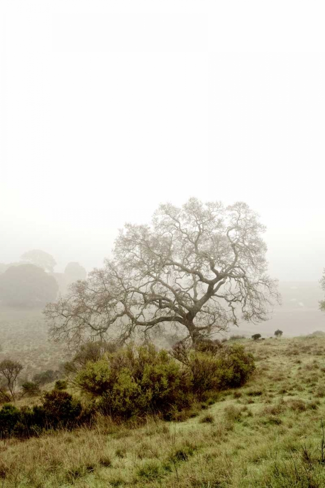 Oak Tree - 43 art print by Alan Blaustein for $57.95 CAD