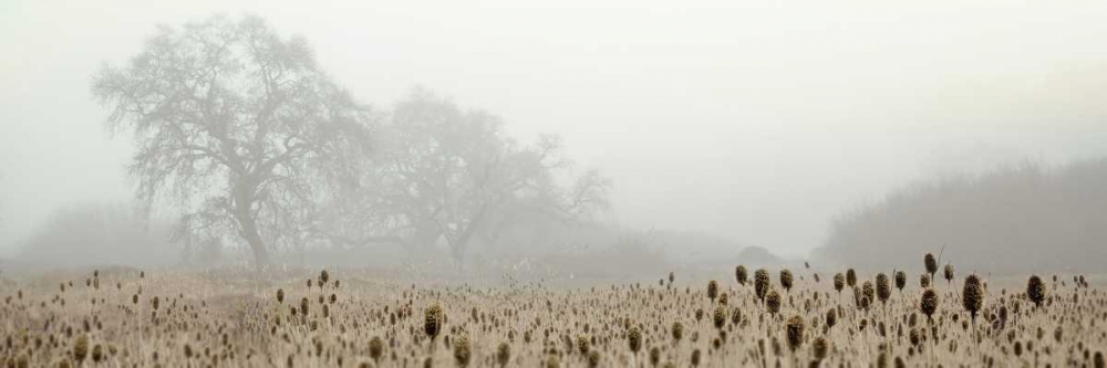 Oak Tree - 60 art print by Alan Blaustein for $57.95 CAD