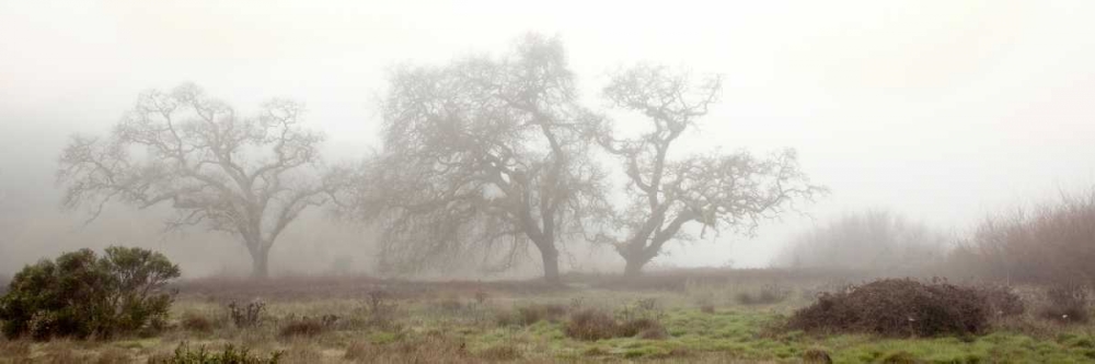 Oak Tree - 58 art print by Alan Blaustein for $57.95 CAD